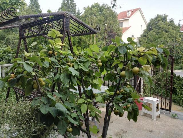 拿不準孩子學鋼琴好，還是學古箏好，奉勸其實不用太糾結