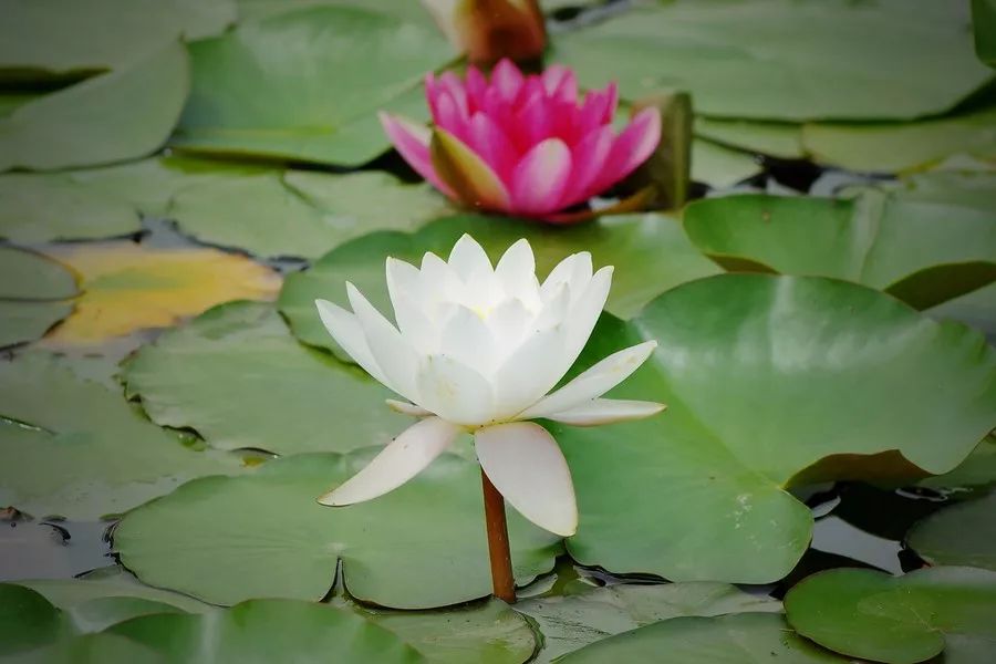 古琴曲首作品以下屬于曲調的是_屬于古琴曲的是_以下哪首作品不屬于古琴曲?